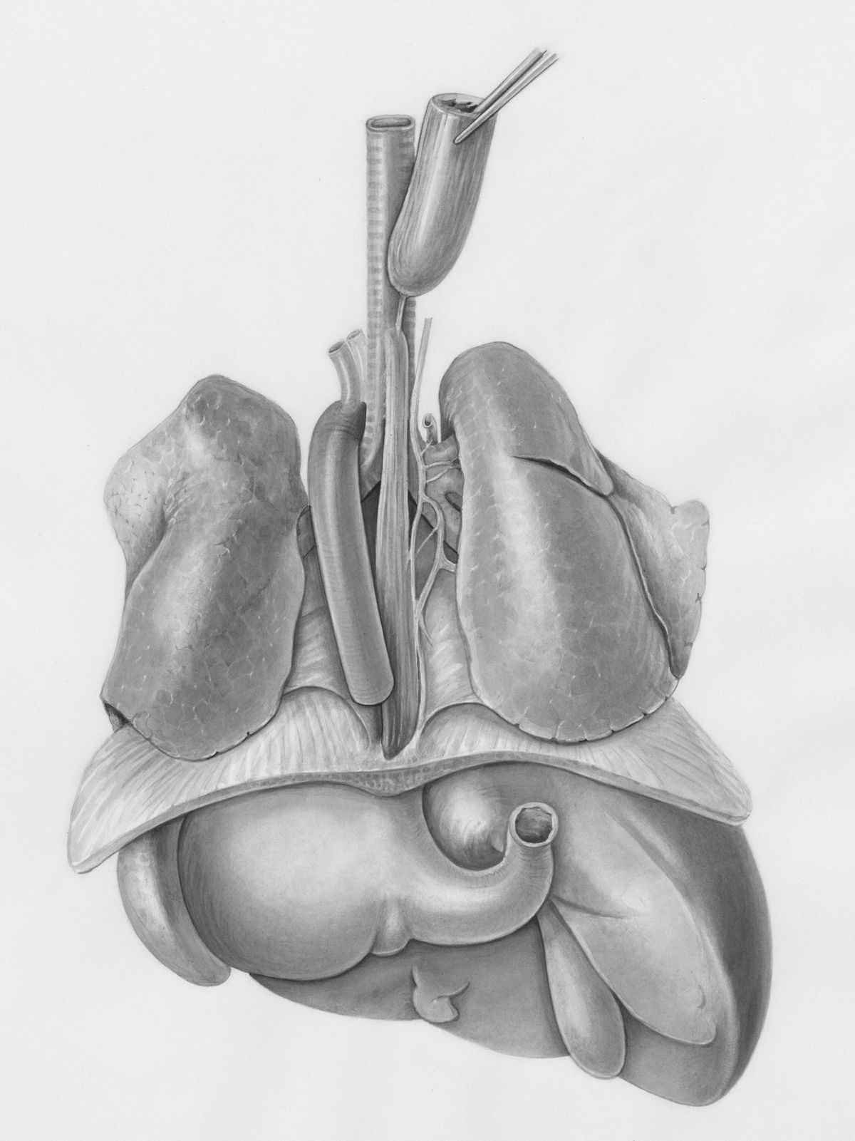 Anatomisk tegning av lunger, mellomgulv og magesekk